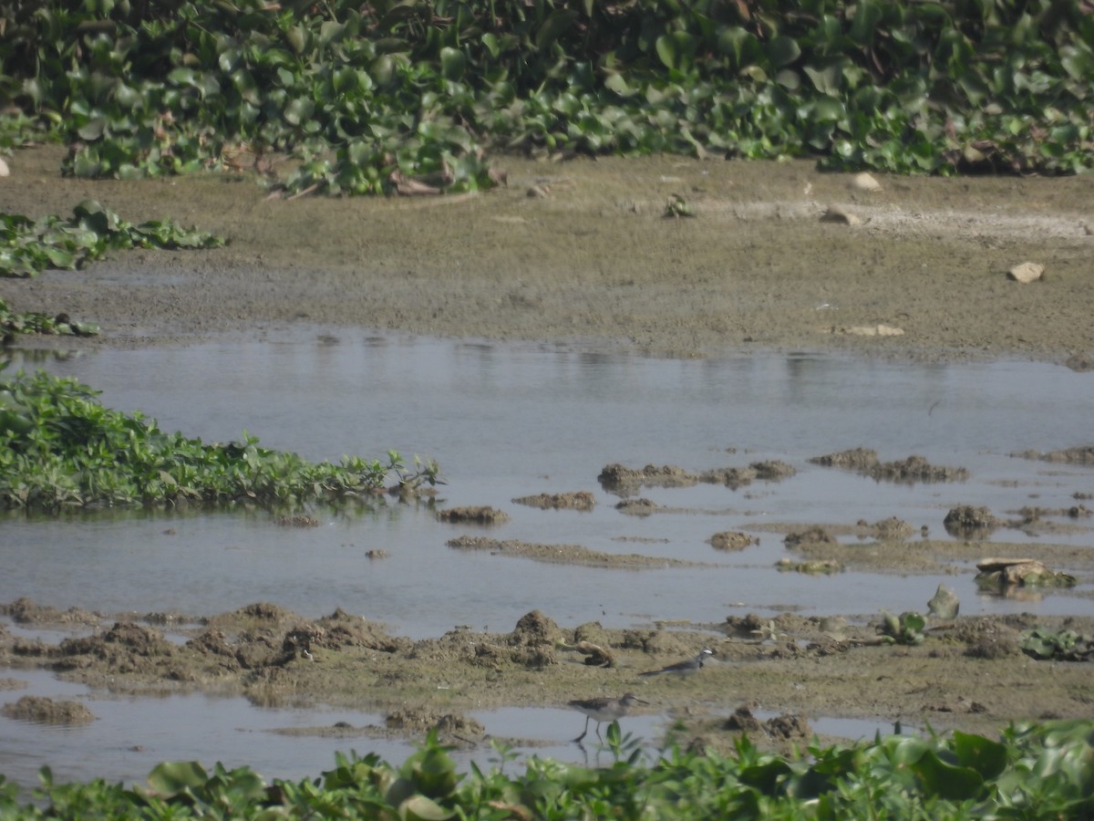 konipas bílý - ML647293921