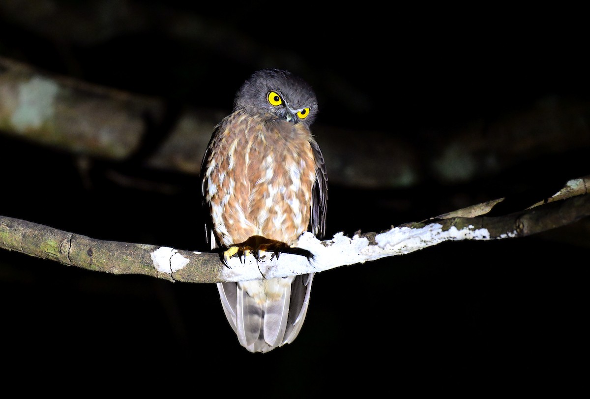 Сова-голконіг андаманська - ML647293935