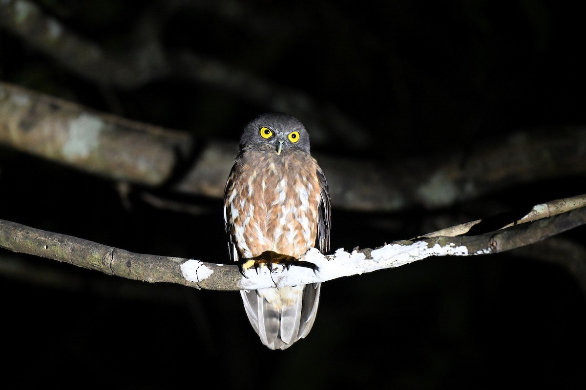 Сова-голконіг андаманська - ML647293936