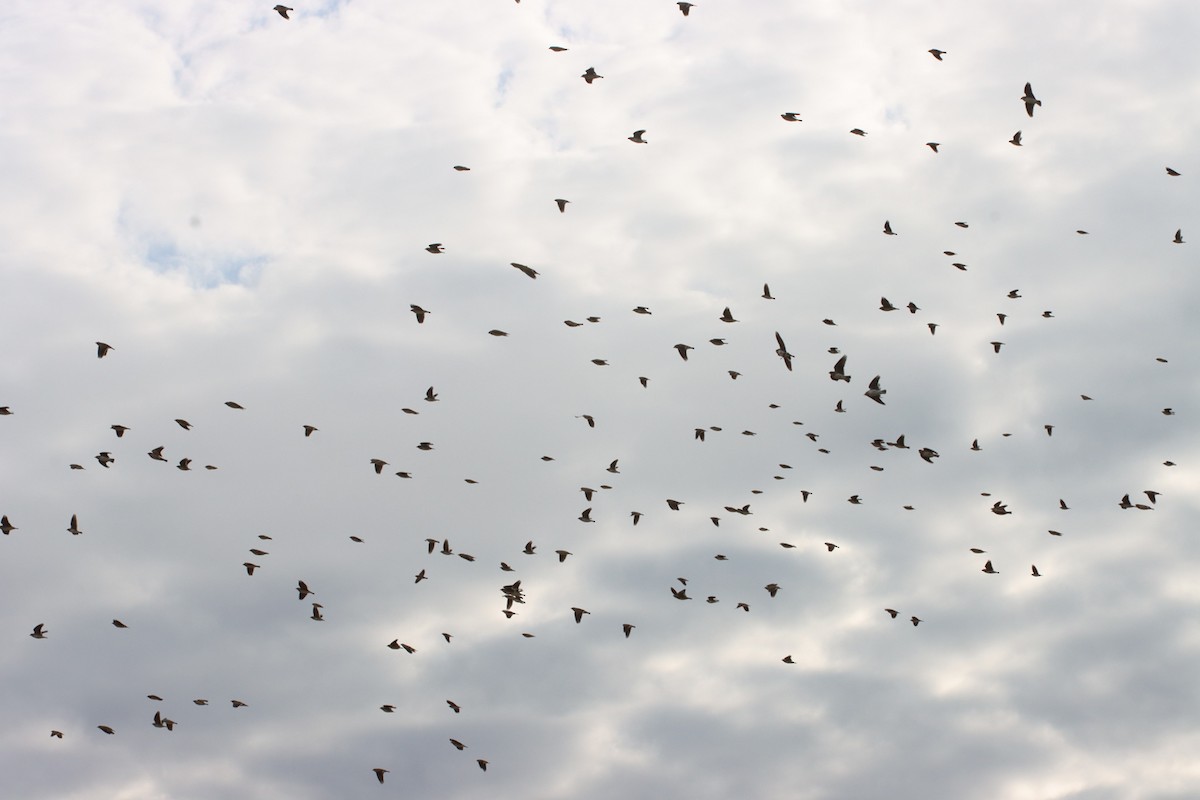 Calandra Lark - ML647293942