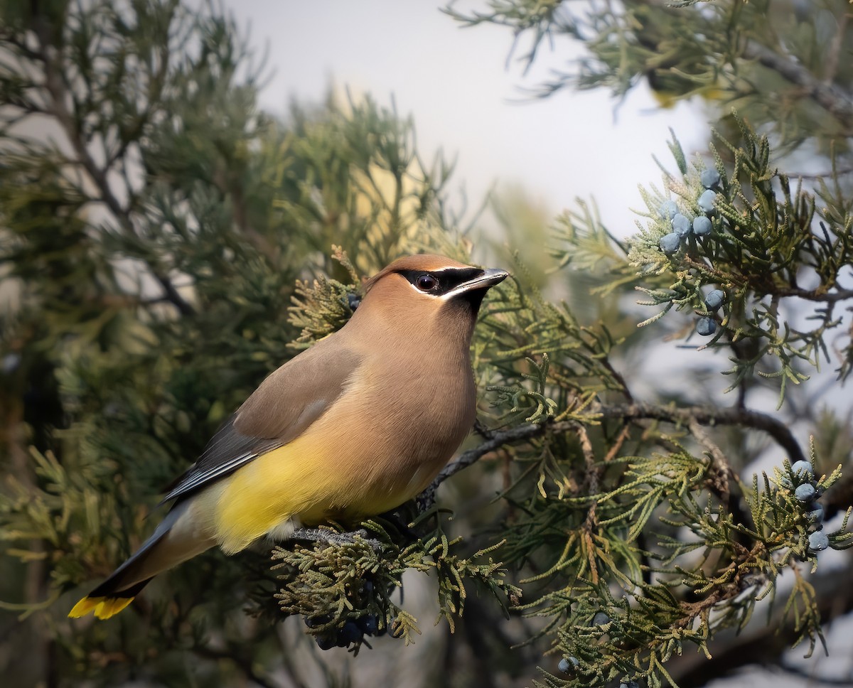 Cedar Waxwing - ML647293947