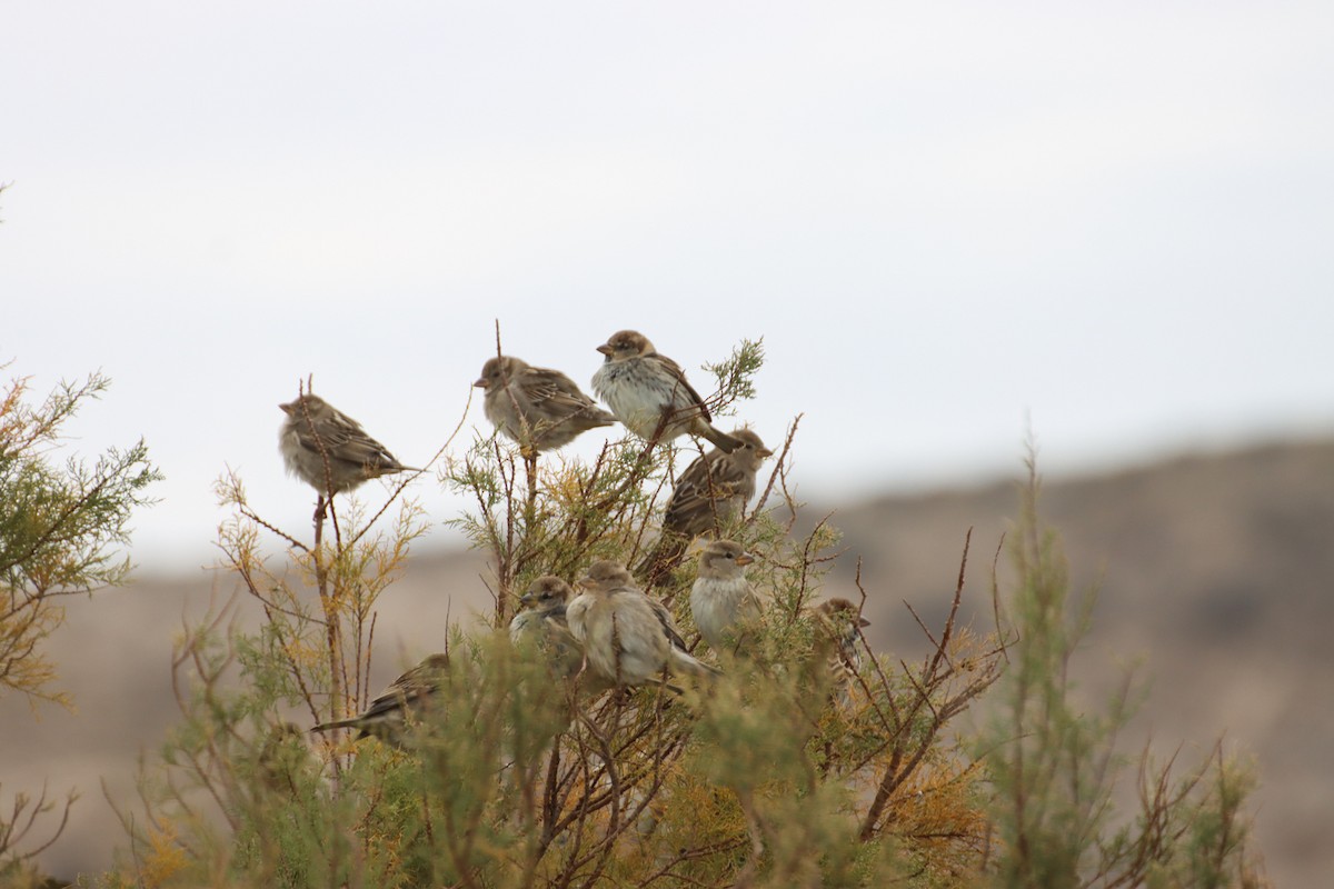 Spanish Sparrow - ML647293957