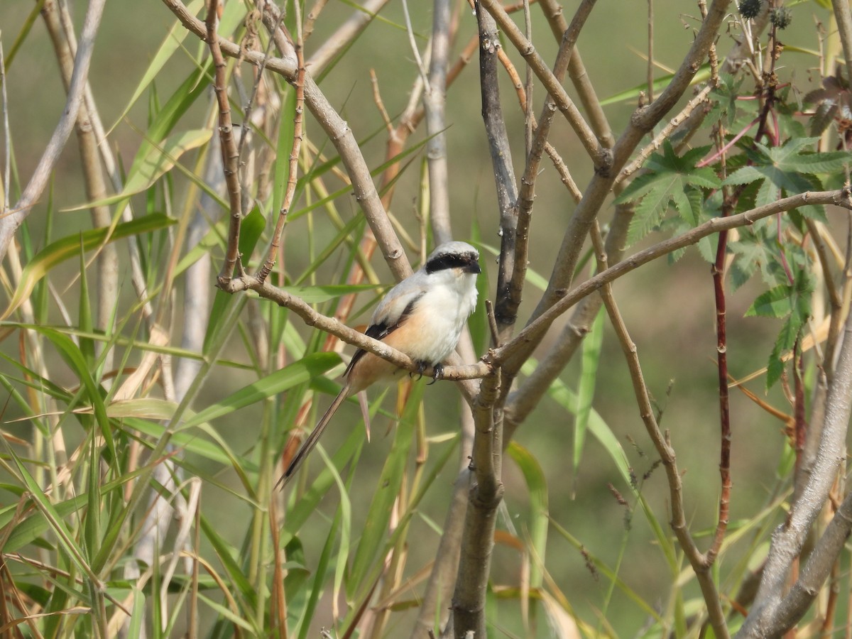 ťuhýk královský - ML647293967