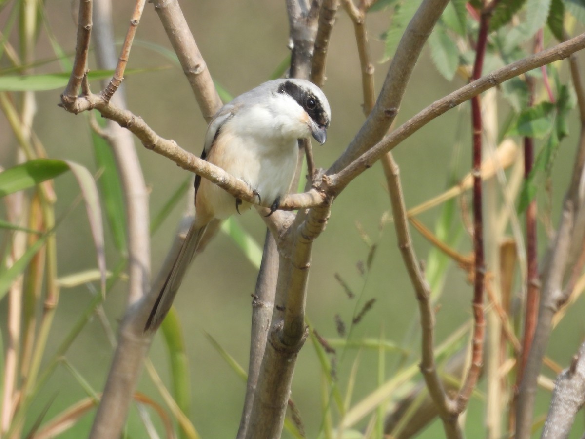 ťuhýk královský - ML647293968