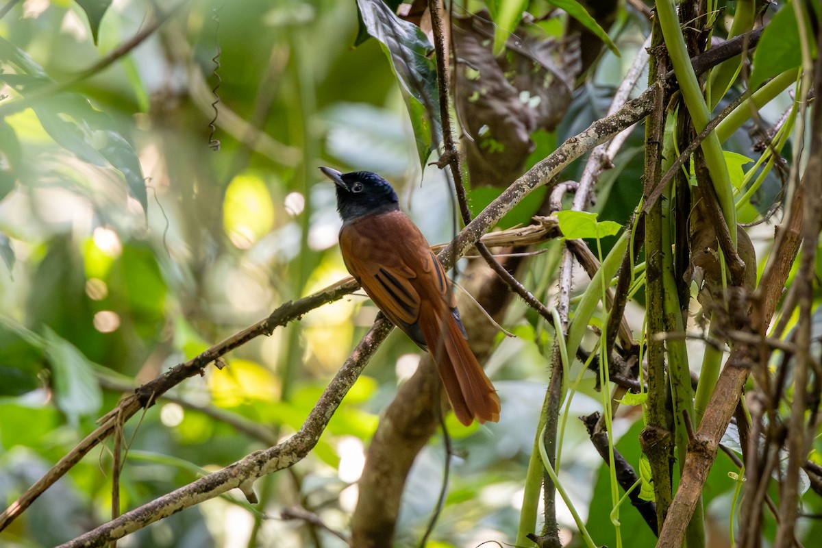 kinaparadismonark/gråbrystparadismonark - ML647293971