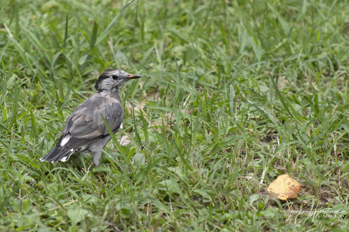 Шпак сірий - ML647293985