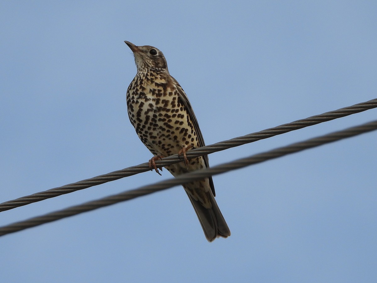 Mistle Thrush - ML647294003