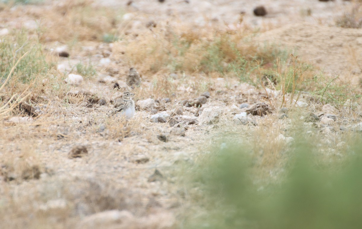 Calandra Lark - ML647294006