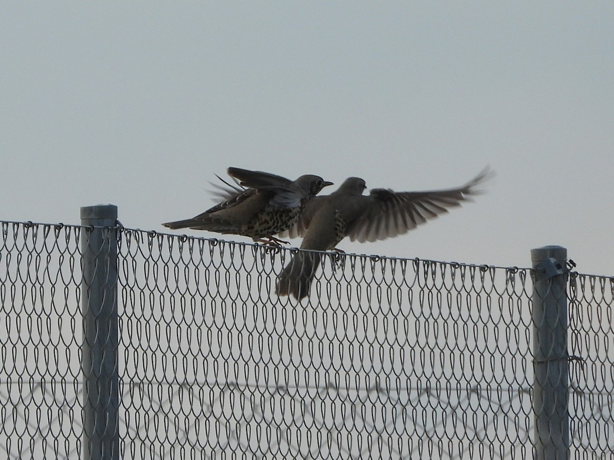 Mistle Thrush - ML647294029