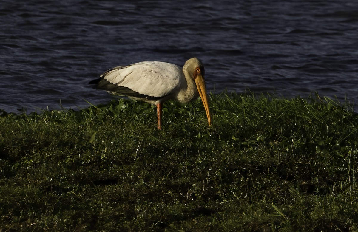 Yellow-billed Stork - ML647294044