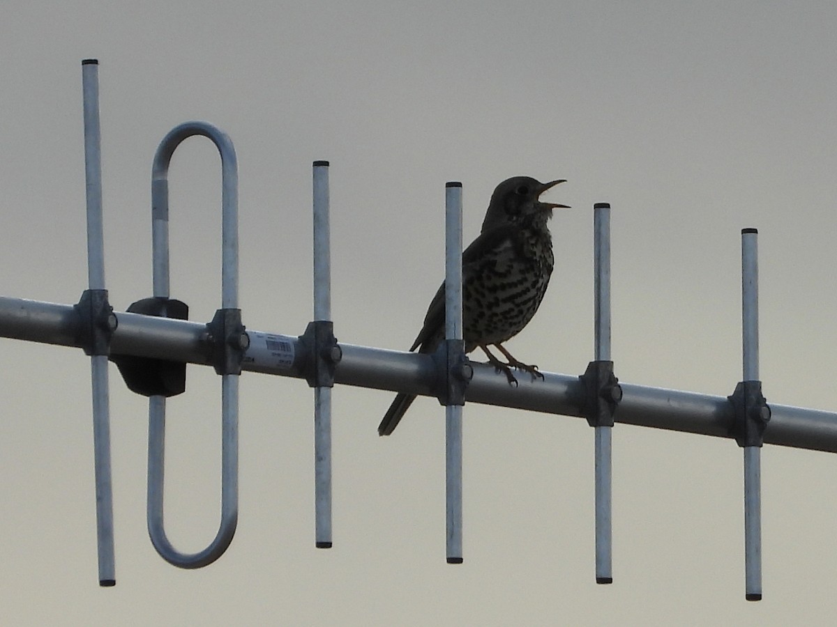Mistle Thrush - ML647294048