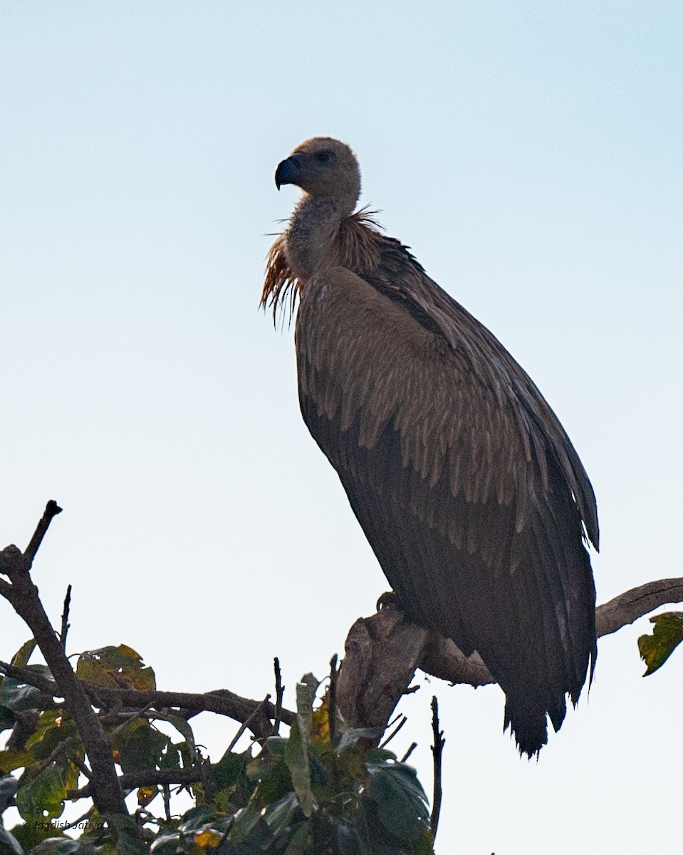 Himalayan Griffon - ML647294054