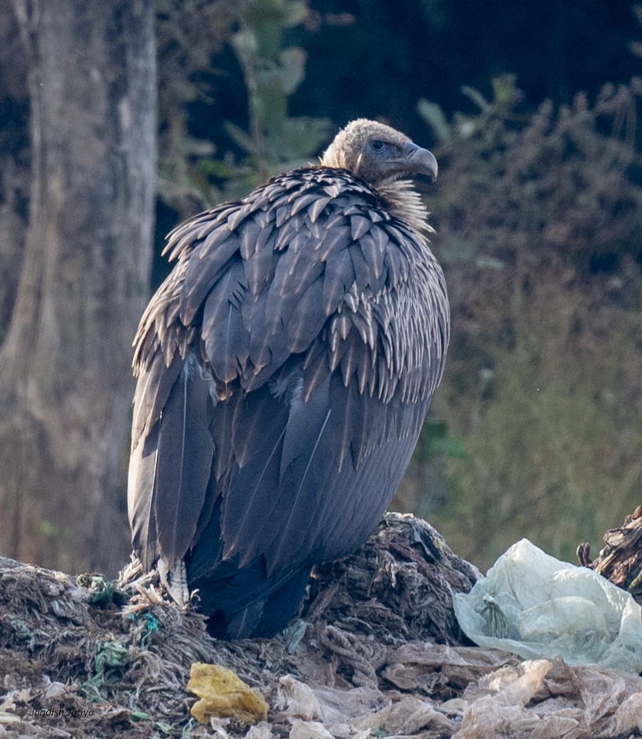 Himalayan Griffon - ML647294055