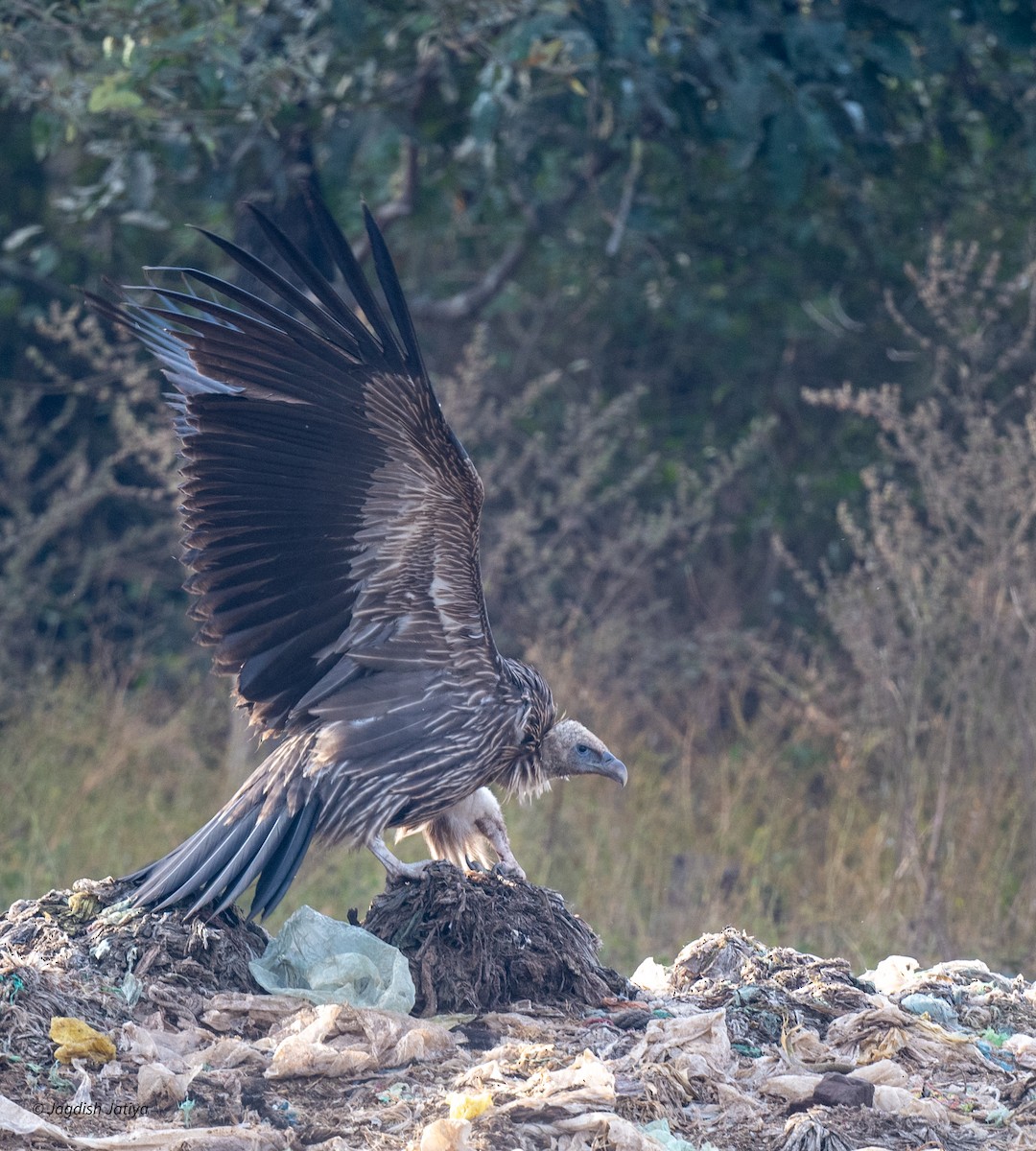 Himalayan Griffon - ML647294056