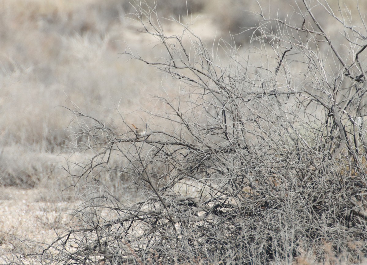 Asian Desert Warbler - ML647294078
