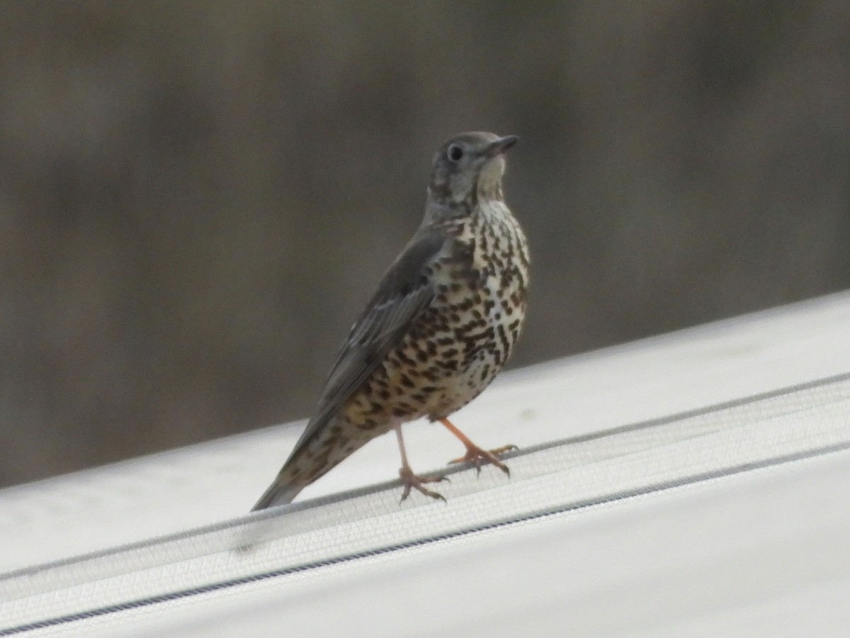 Mistle Thrush - ML647294087