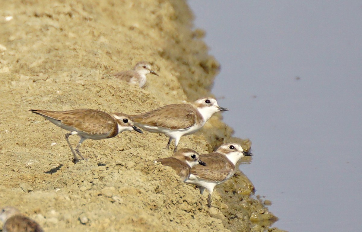 Tibetan Sand-Plover - ML647294115