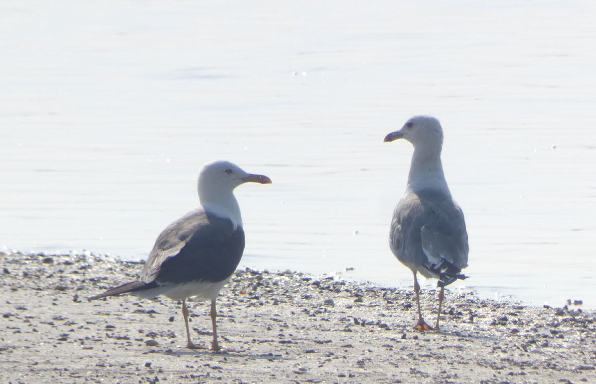 ニシセグロカモメ（亜種 カザフセグロカモメ） - ML647294117