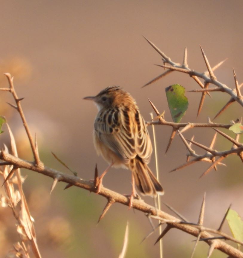 Золотистая цистикола - ML647294122