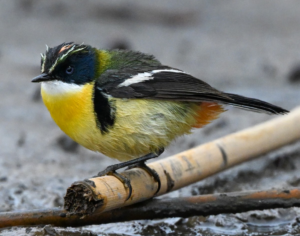 Many-colored Rush Tyrant - ML647294128