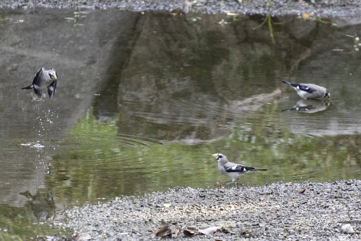 Костар великий - ML647294129