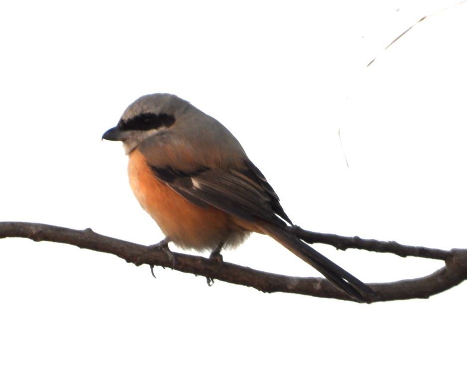 Длиннохвостый сорокопут - ML647294168