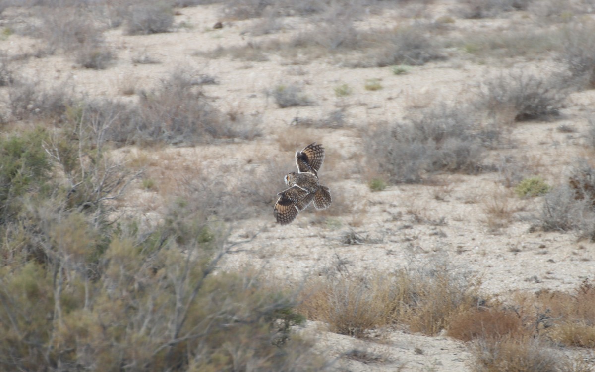 Long-eared Owl - ML647294169