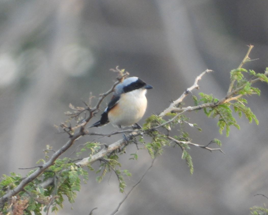 Индийский жулан - ML647294171