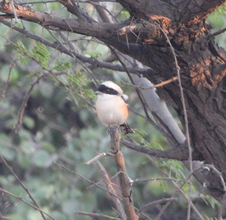 Индийский жулан - ML647294172