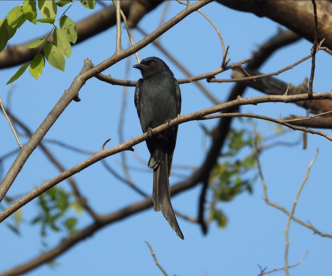 Пепельный дронго - ML647294176