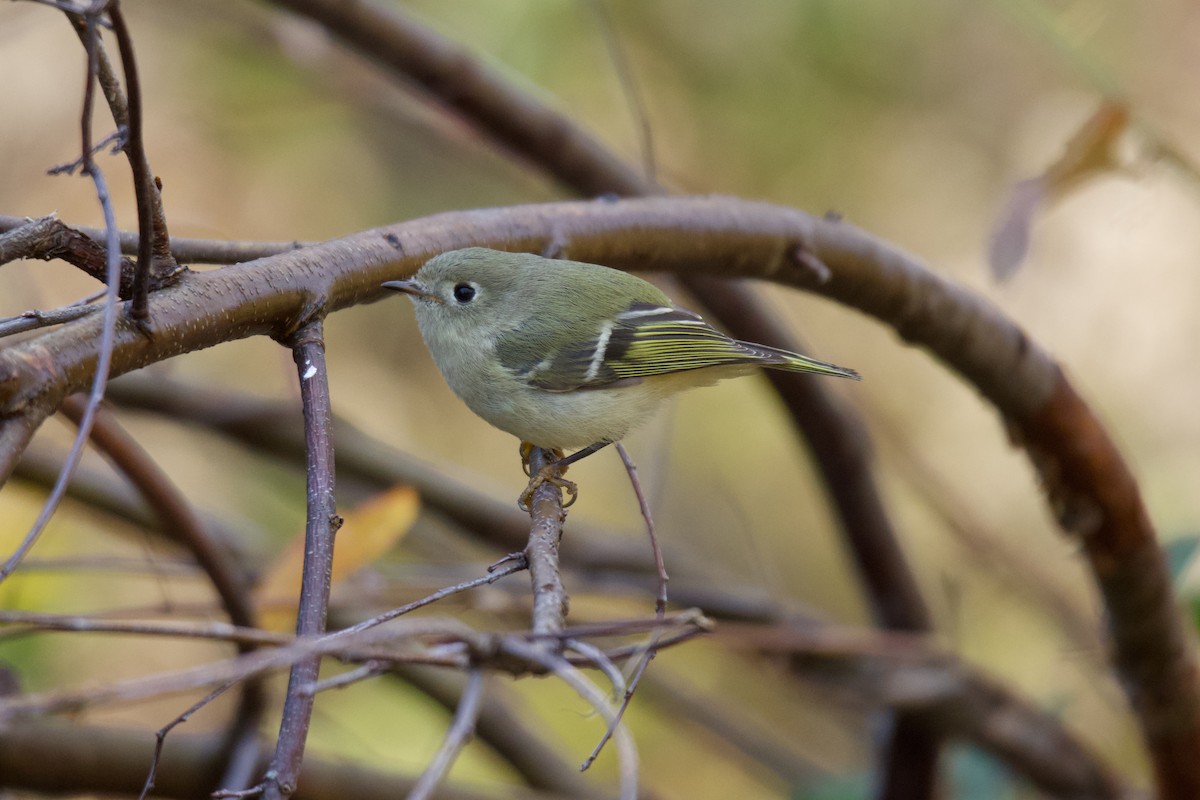 Ruby-crowned Kinglet - ML647294191