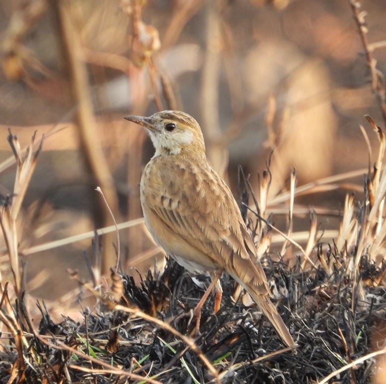 Рисовой конёк - ML647294195