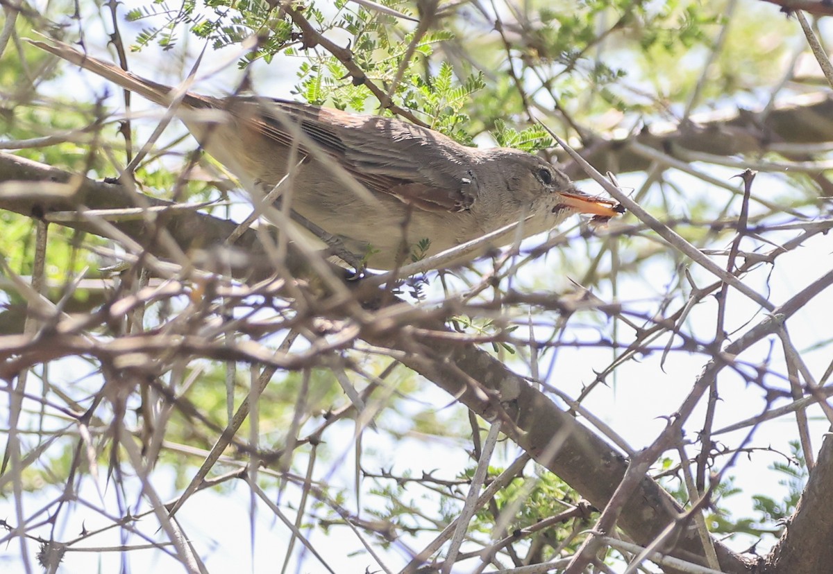 Olive-tree Warbler - ML647294196