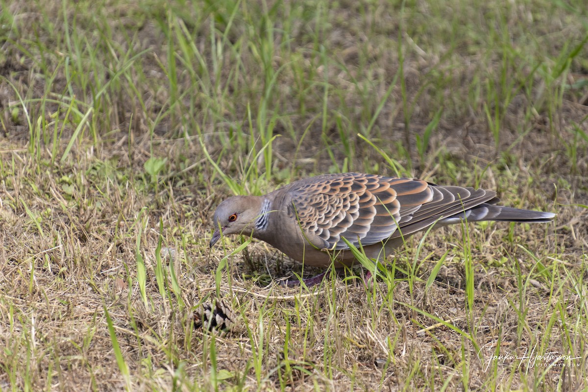 Горлиця велика - ML647294198