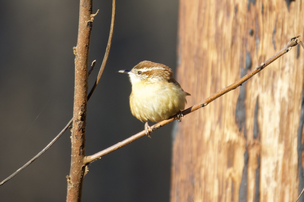 Carolina Wren - ML647294209