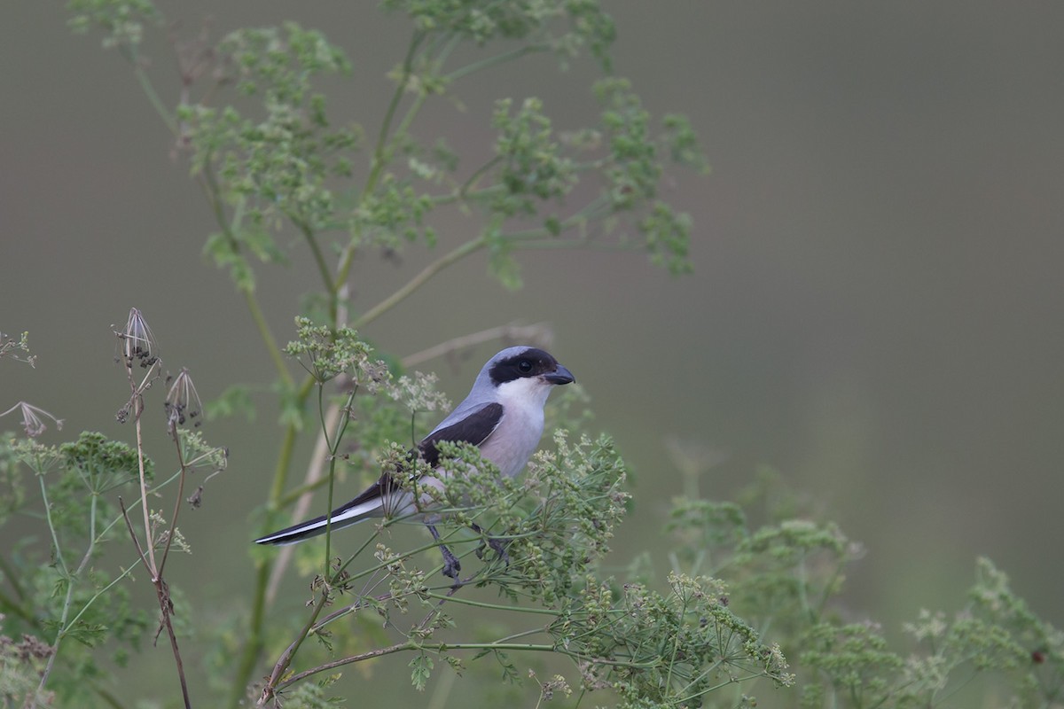 Чернолобый сорокопут - ML647294212