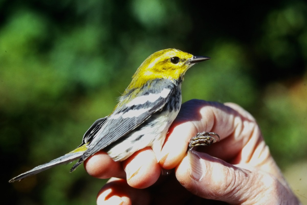 Black-throated Green Warbler - ML647294232