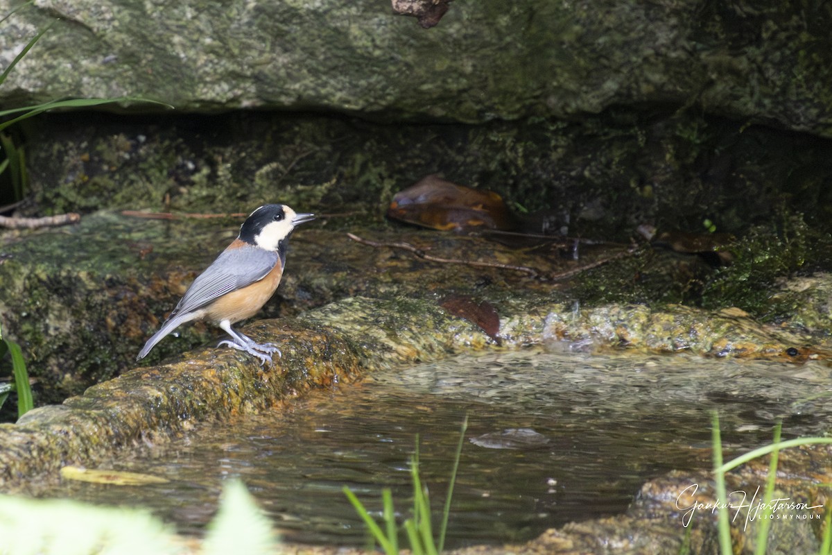 Гаїчка японська - ML647294244