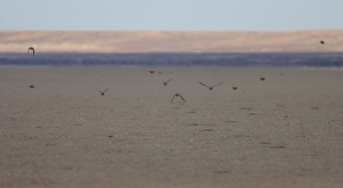 Calandra Lark - ML647294247