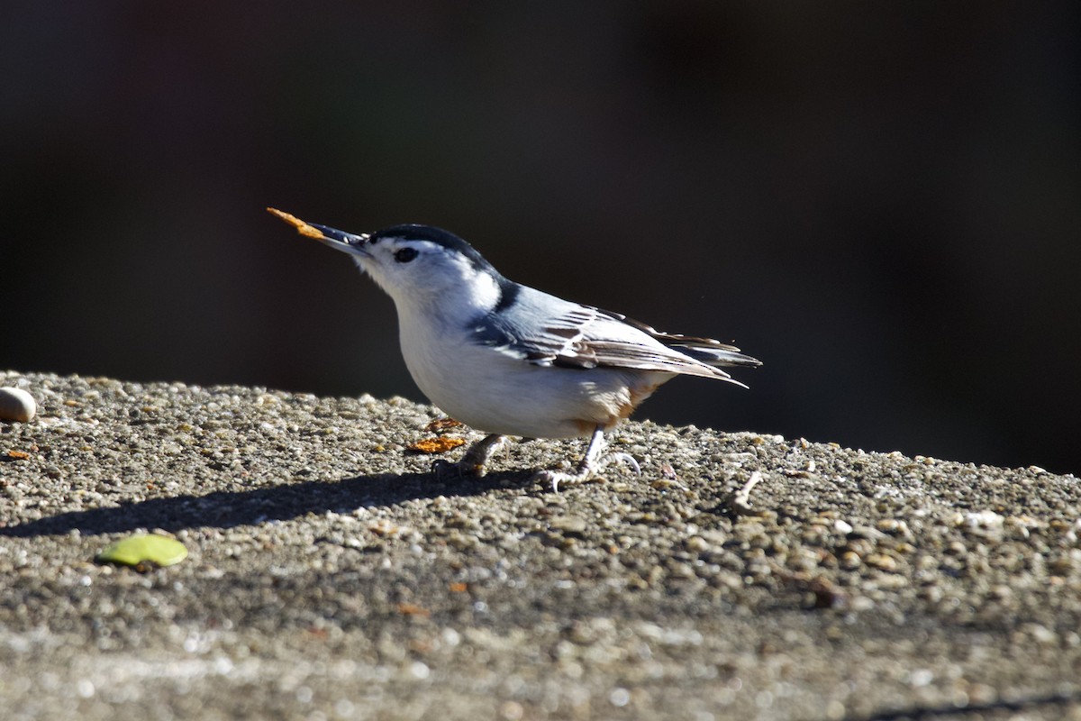 Beyaz Göğüslü Sıvacı - ML647294248