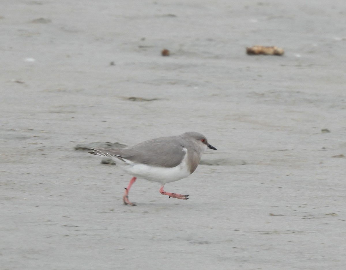 Магелланова ржанка - ML647294250