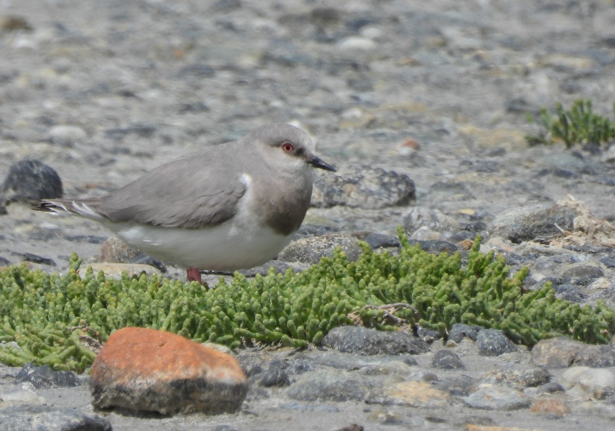 Магелланова ржанка - ML647294252
