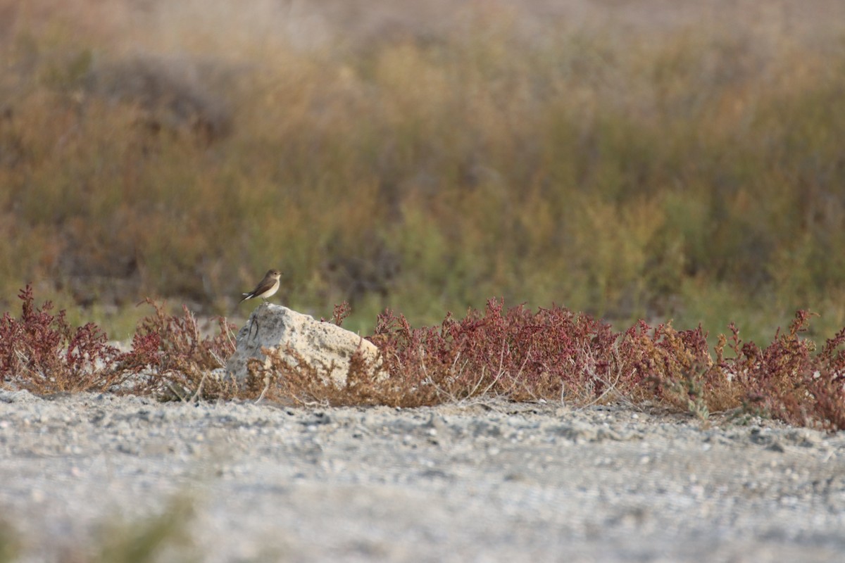 Red-breasted Flycatcher - ML647294266