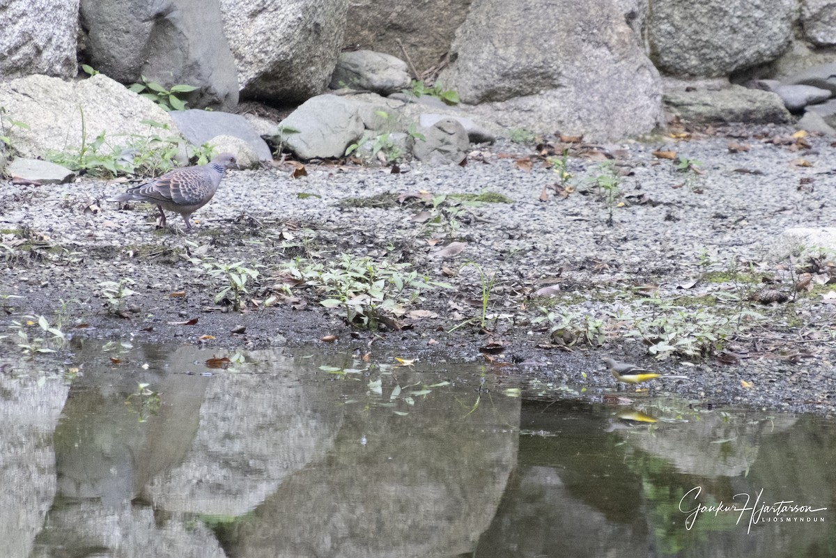 Плиска гірська - ML647294284