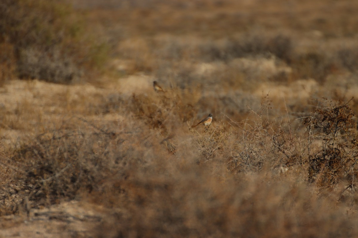 Common Redstart - ML647294297