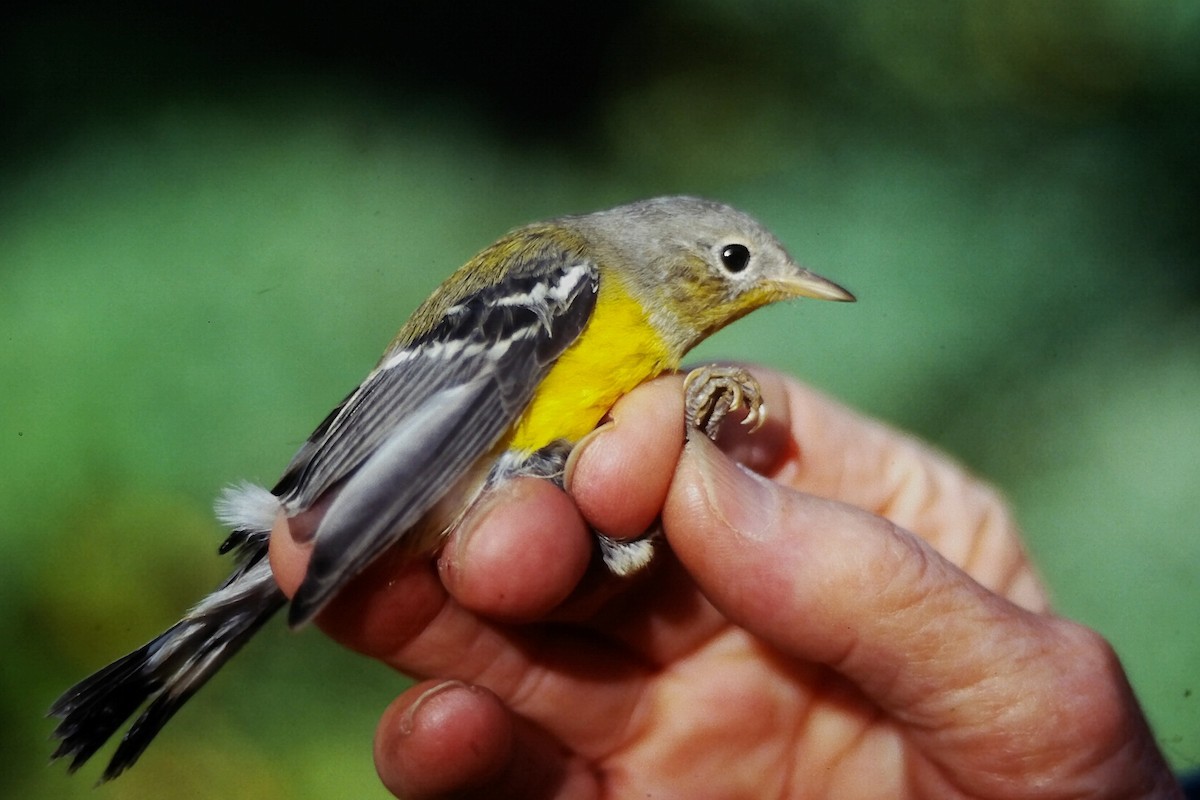 Magnolia Warbler - ML647294298