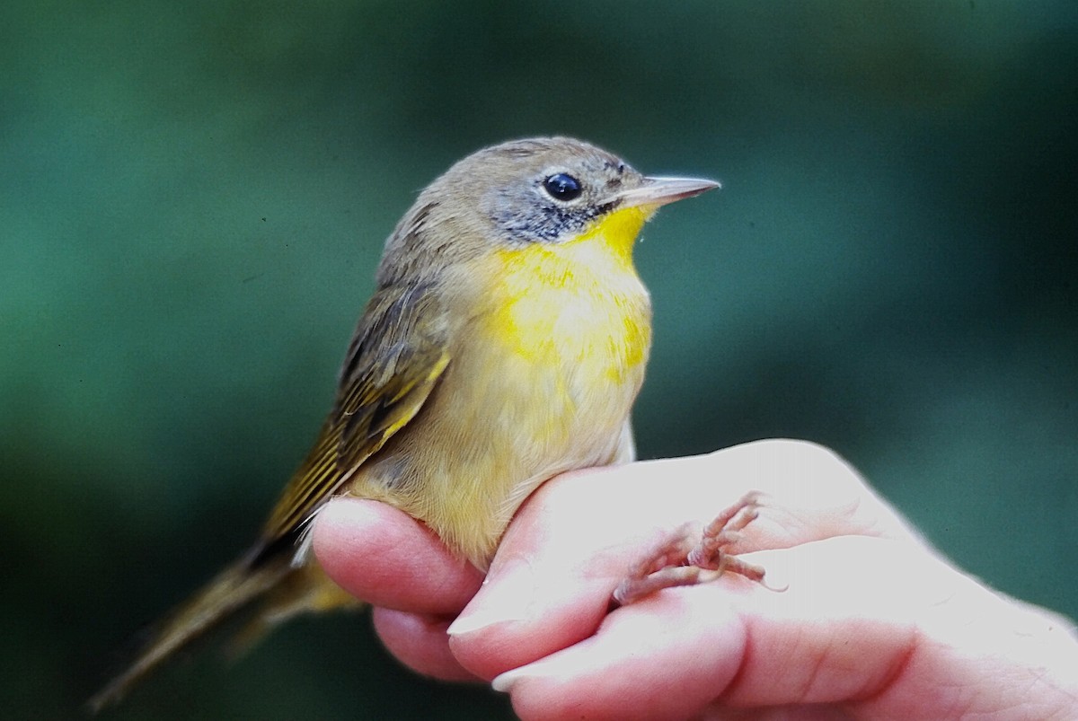 Common Yellowthroat - ML647294304