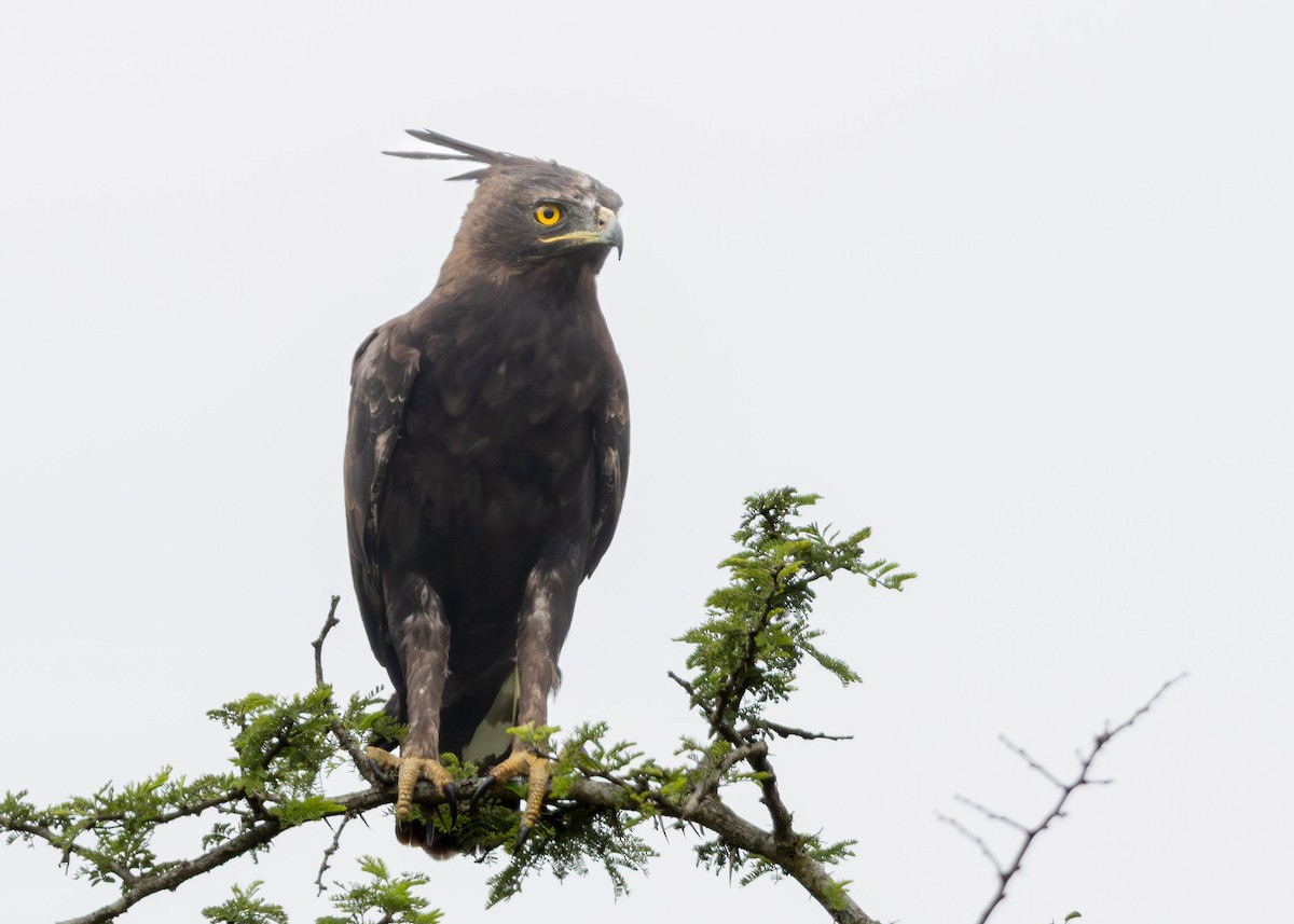 Long-crested Eagle - ML647294318