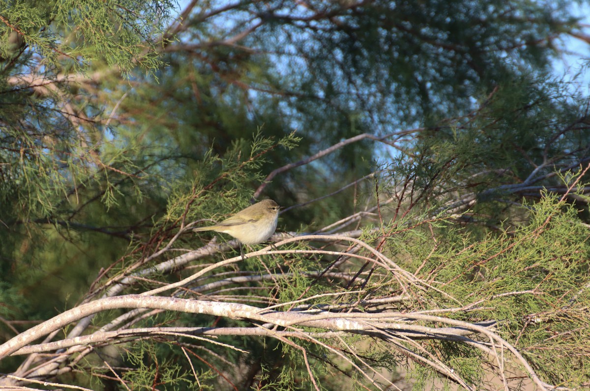 Common Chiffchaff (Siberian) - ML647294347