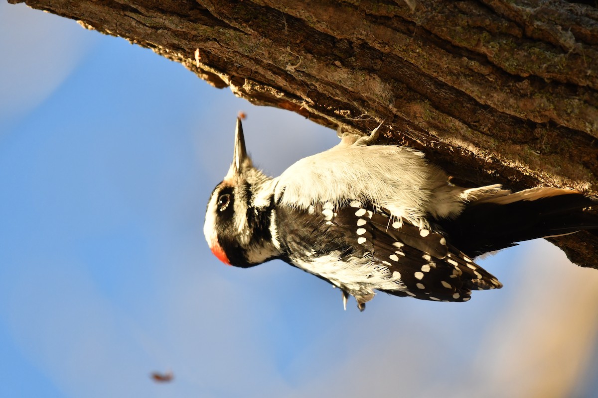 Hairy Woodpecker - ML647294352